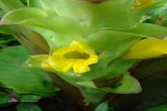 Curcuma pseudomontana